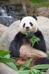 Fototapeta premium Panda bear