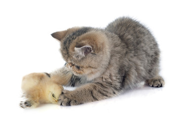 persian kitten and chick