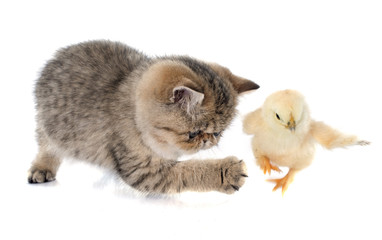 Obraz premium persian kitten and chick