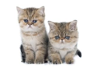 Fototapeta na wymiar persian kitten