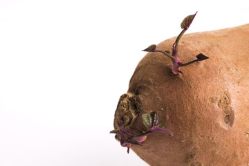 Sweet potato with sprout, white background