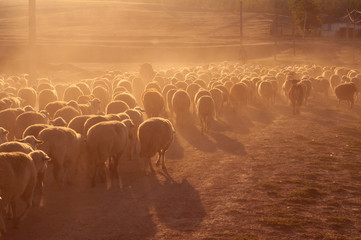 A flock of sheep at sunset - 82229824