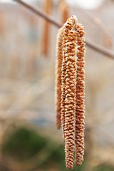 birch catkins on a branch close-up spring