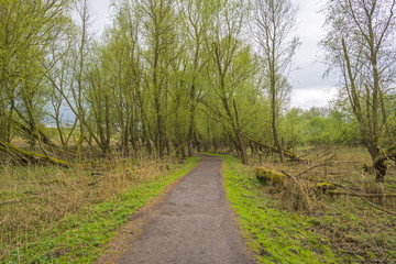 Footpath through a forest in spring