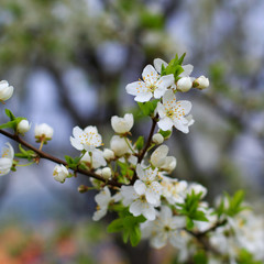 cherry tree blooming white flowers
