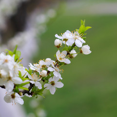 cherry tree blooming white flowers