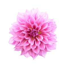 Pink Dahlia Isolated