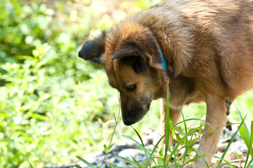 brown thai dog interesting something