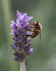 Bee