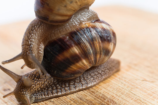 two snail crawling on a wooden table