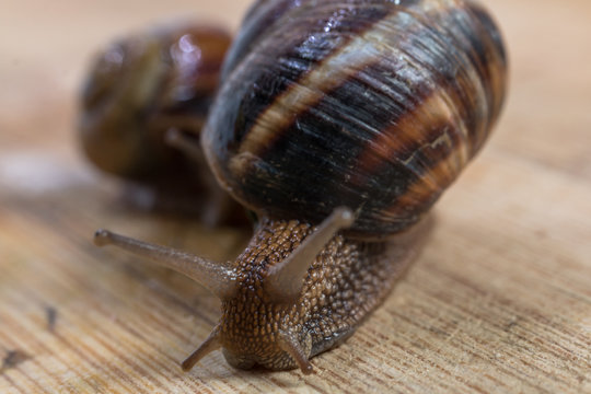 two snail crawling on a wooden table