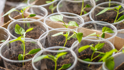 Green seedling