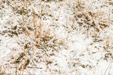 Snow on the grass