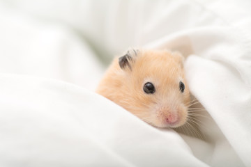 Golden Hamster on Bed Sheets