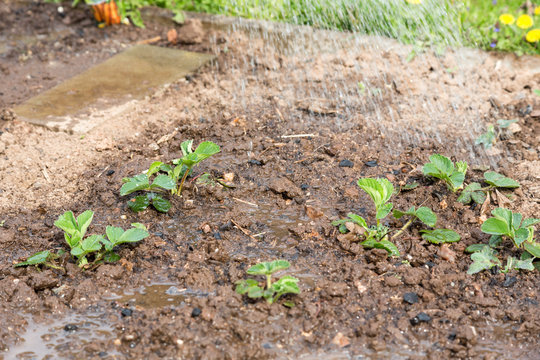 Gartenarbeit