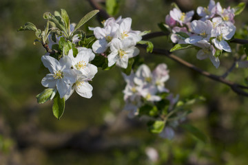 Fototapeta premium Blossoming apple