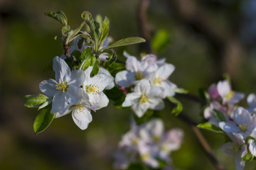 Blossoming apple
