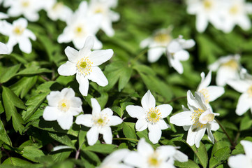 Wood anemone during spring in Sweden