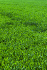 green lawn