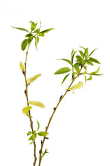 Fototapeta premium Willow