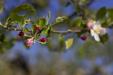 Obraz premium Blossoming apple
