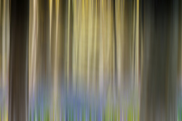 Obraz premium Abstract Haller wood, bluebells Halle Belgium