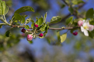 Obraz premium Blossoming apple