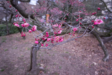 Spring plum blossom in shrine,Japan.