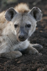 hyena