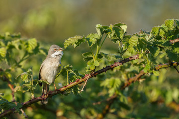The common whitethroat (Sylvia communis)