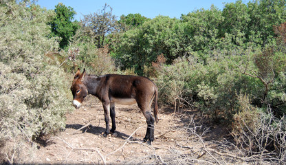 brown donkey in the countryside surrounded by green trees