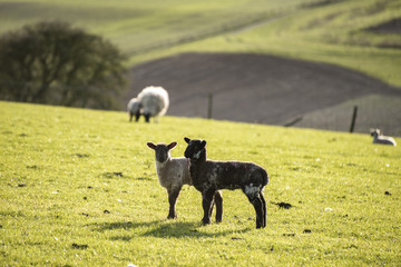 Beauitful landscape image of newborn Spring lambs and sheep in f