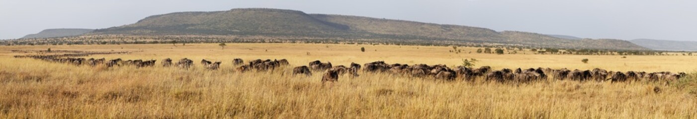 Serengeti great migration