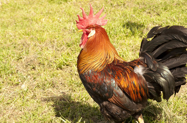 Italian rooster