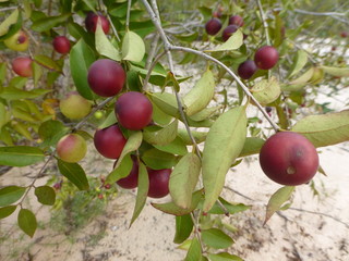 Camu Camu Früchte am Baum  (Myrciaria dubia)