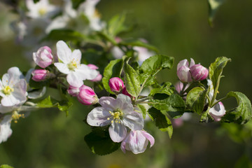 Fototapeta na wymiar Blossoming apple