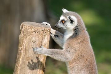 Cute Lemur Playing with a log