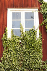 Window
