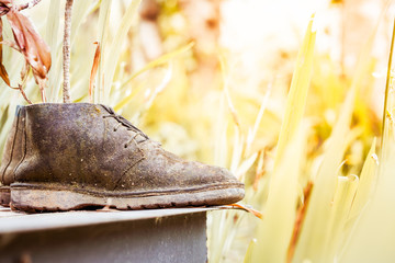 ornamental plants on old shoes, image of vintage style