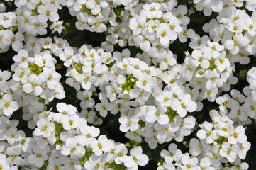 White arabis caucasica flowers in the garden
