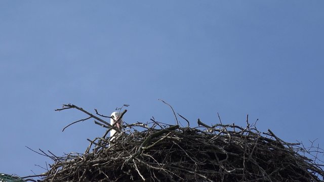 Storch baut aus Zweige ein Nest
