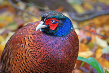 pheasant