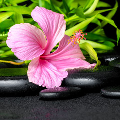 spa still life of pink hibiscus flower and twigs bamboo on zen b