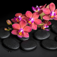 Fototapeta na wymiar beautiful spa concept of blooming twig red orchid flower, phalae