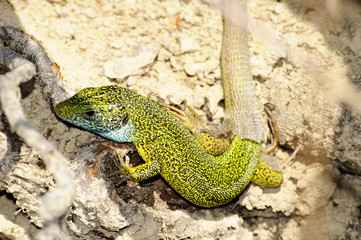 Balkan green lizard