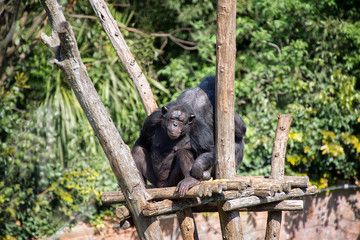 Ape thinking expression