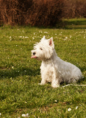 Westie