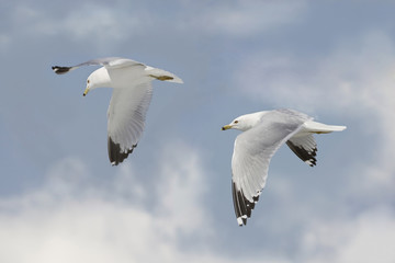 deux mouettes au vol