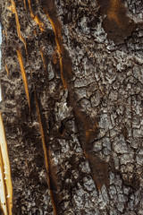 Old burnt wood
