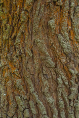 Willow tree bark